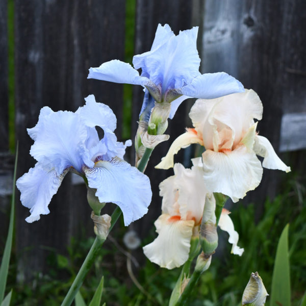 Sunday Morning Garden Chat: A Rainbow of Irises 3