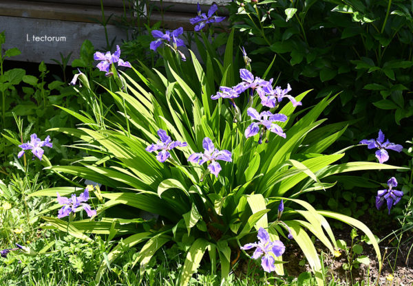 Sunday Morning Garden Chat: A Rainbow of Irises 4