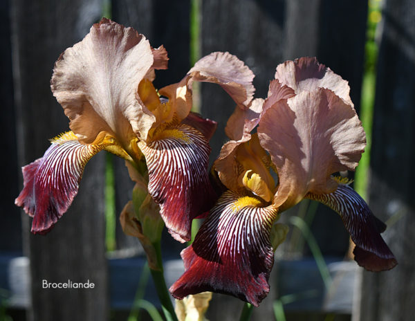 Sunday Morning Garden Chat: A Rainbow of Irises 5
