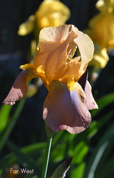 Sunday Morning Garden Chat: A Rainbow of Irises 6