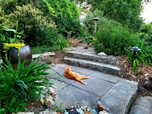Sunday Morning Garden Chat:  Shapely in Seattle 4
