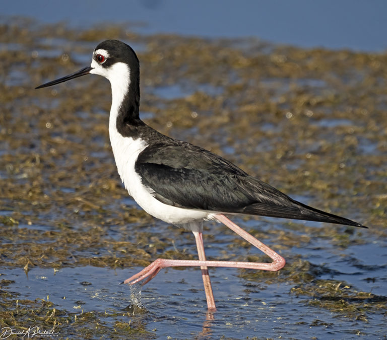 On The Road - Albatrossity - Summer in Flyover Country - week 1 6