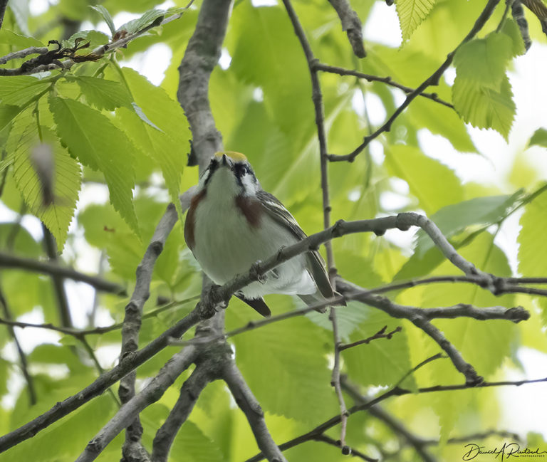 On The Road - Albatrossity - Spring 2021 in Flyover Country - Week 8 9