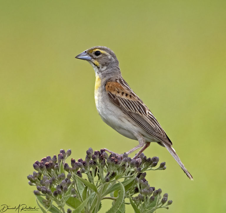 On The Road - Albatrossity - Summer in Flyover Country - week 2 3