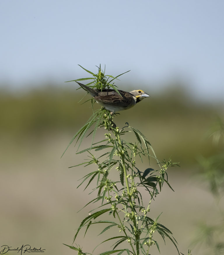 On The Road - Albatrossity - Summer in Flyover Country - week 1 3