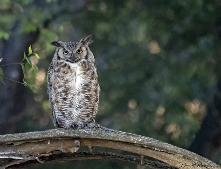 On The Road - Albatrossity - Summer in Flyover Country - week 2 9