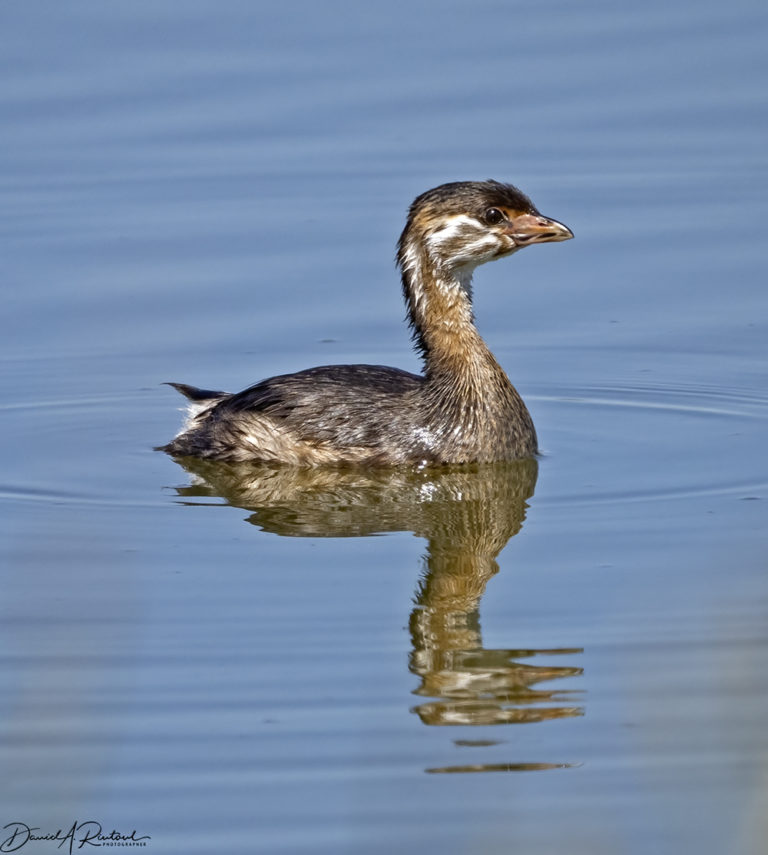 On The Road - Albatrossity - Summer in Flyover Country - week 1