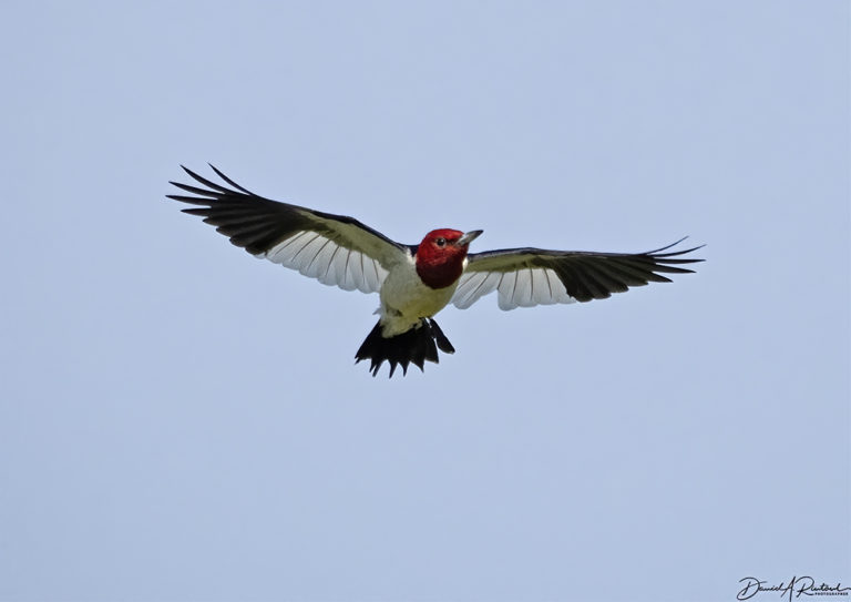 On The Road - Albatrossity - Summer in Flyover Country - week 2 6