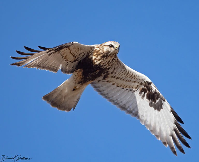 On The Road - Albatrossity - My Photographic Journey 1