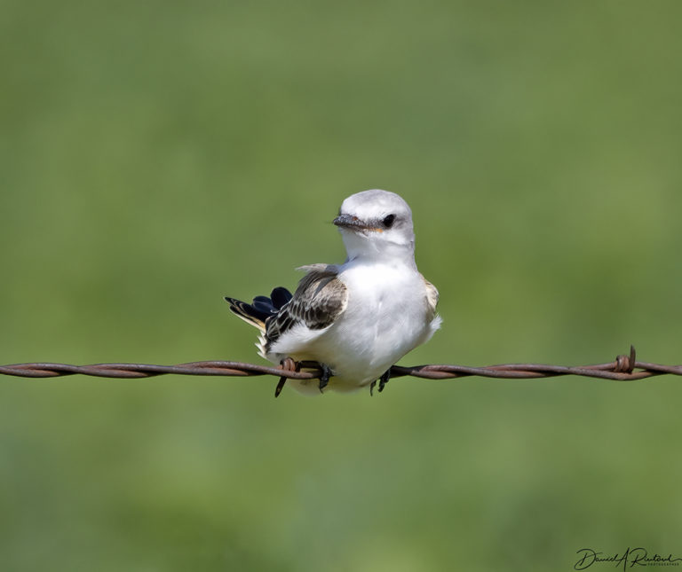 On The Road - Albatrossity - Summer in Flyover Country - week 2 1