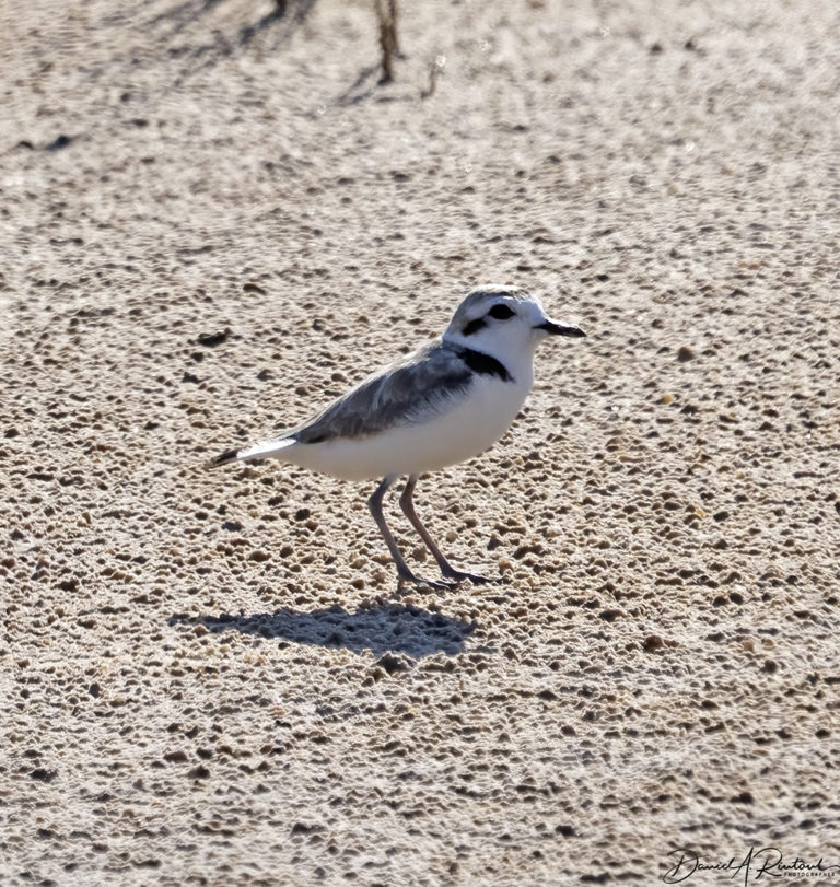 On The Road - Albatrossity - Summer in Flyover Country - week 1 5