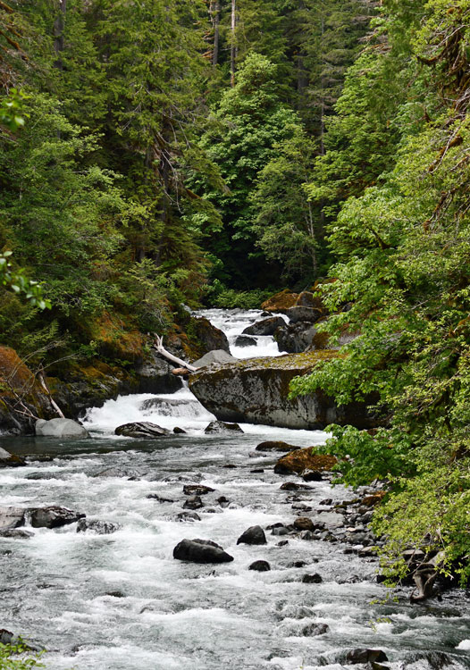 On The Road - Mike in Oly - Staircase, Olympic National Park, WA