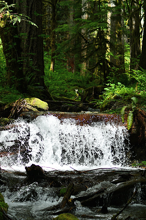 On The Road - Mike in Oly - Staircase, Olympic National Park, WA 6