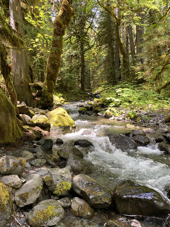 On The Road - Mike in Oly - Staircase, Olympic National Park, WA 2