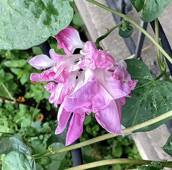 Sunday Morning Garden Chat 39