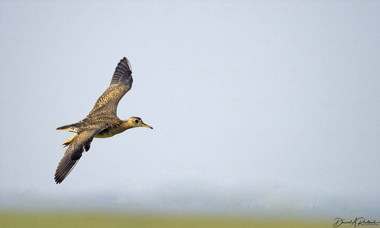 On The Road - Albatrossity - Summer in Flyover Country - week 3 1