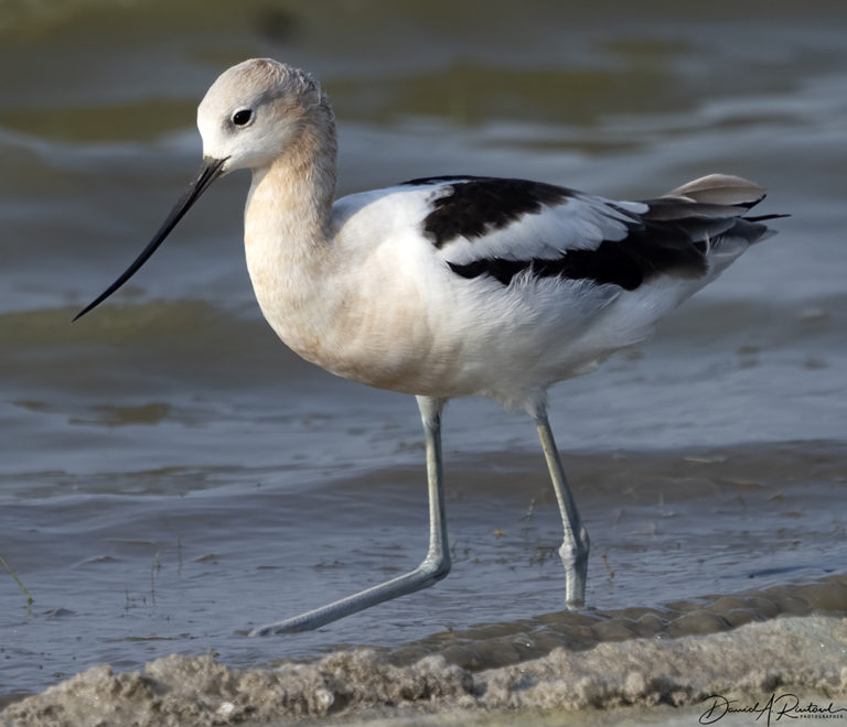 On The Road - Albatrossity - Summer in Flyover Country - week 5 1