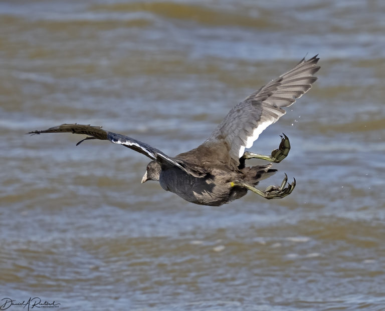 On The Road - Albatrossity - Summer in Flyover Country - week 7 2