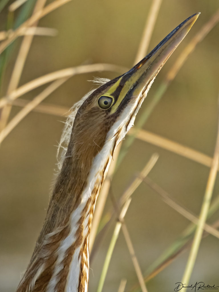 On The Road - Albatrossity - Summer in Flyover Country - week 5 5