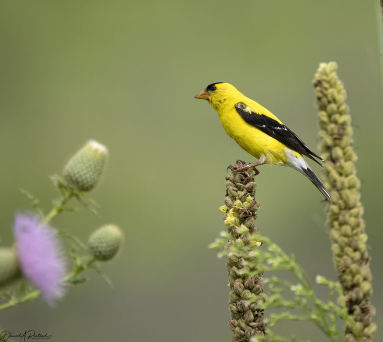 On The Road - Albatrossity - Summer in Flyover Country - week 6 9