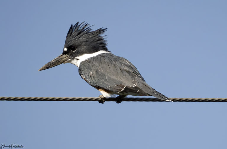 On The Road - Albatrossity - Summer in Flyover Country - week 7 8