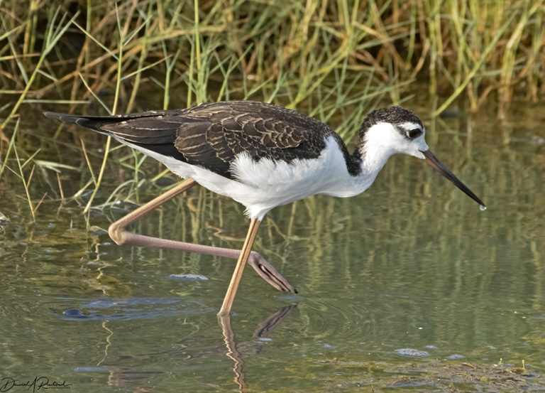 On The Road - Albatrossity - Summer in Flyover Country - week 5 4