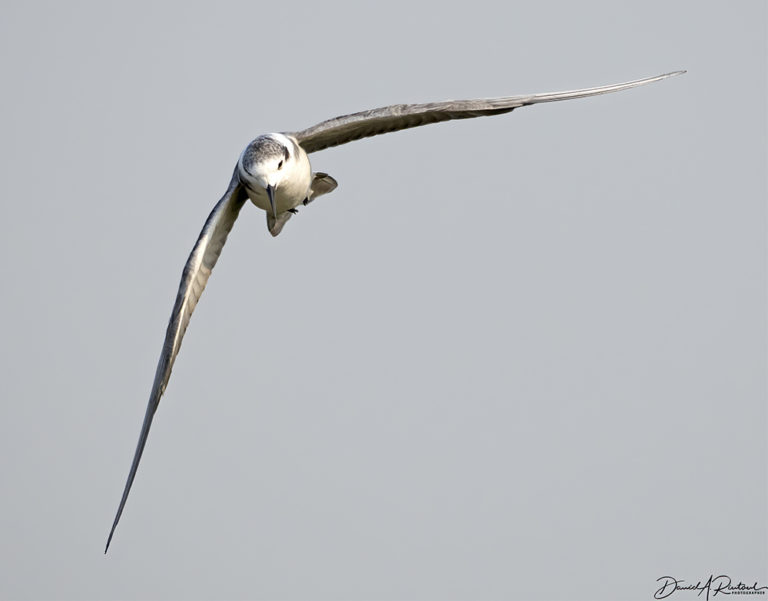 On The Road - Albatrossity - Summer in Flyover Country - week 4