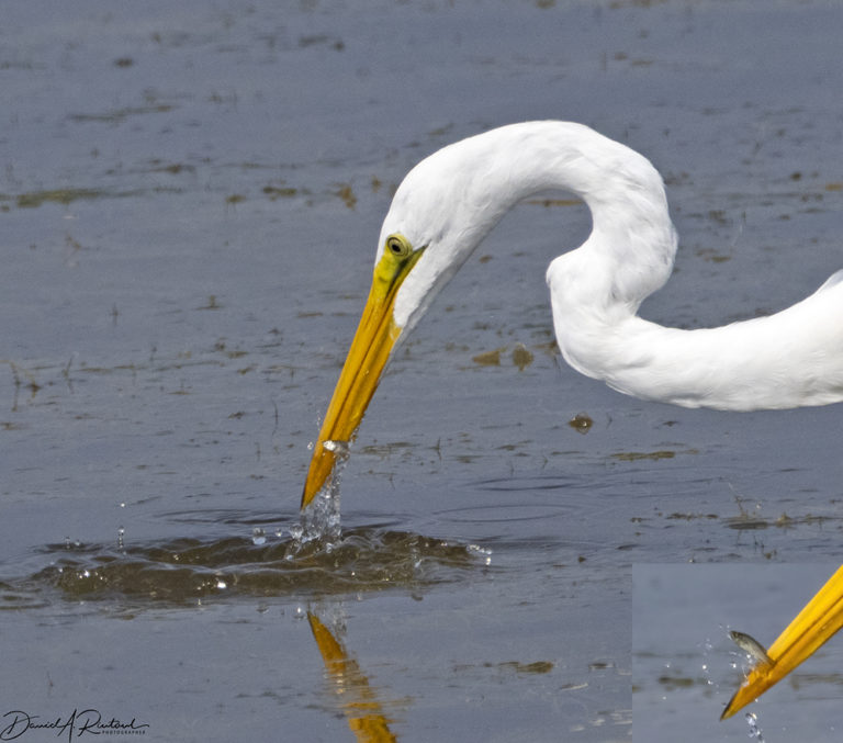 On The Road - Albatrossity - Summer in Flyover Country - week 6 1