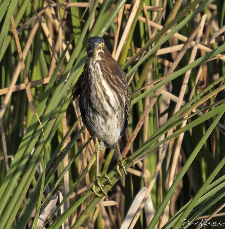 On The Road - Albatrossity - Summer in Flyover Country - week 7 1