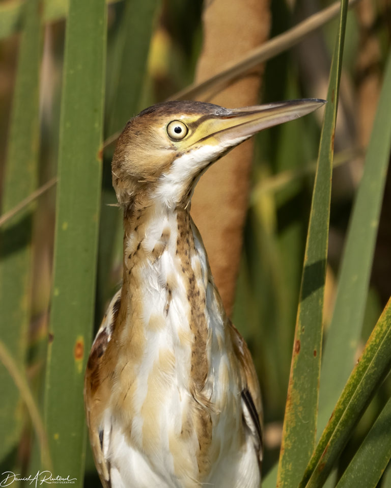 On The Road - Albatrossity - Summer in Flyover Country - week 5 6