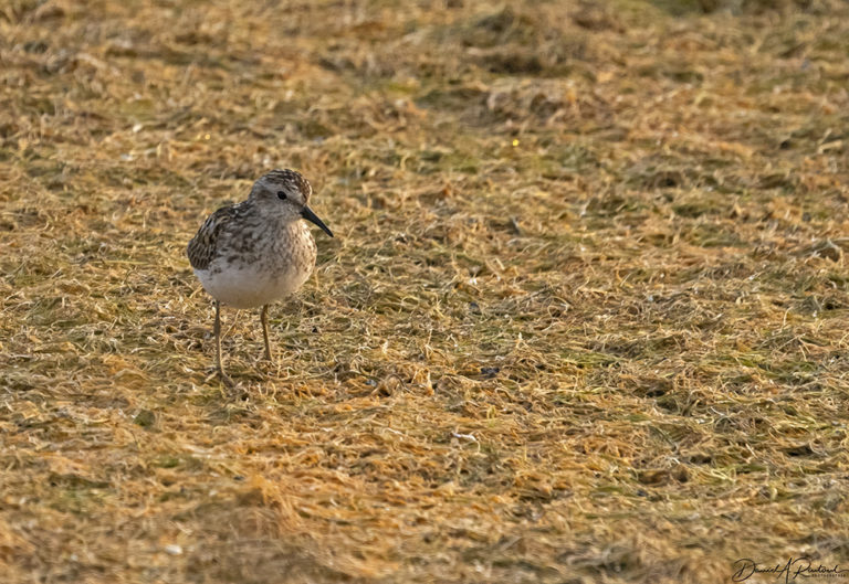 On The Road - Albatrossity - Summer in Flyover Country - week 4 1