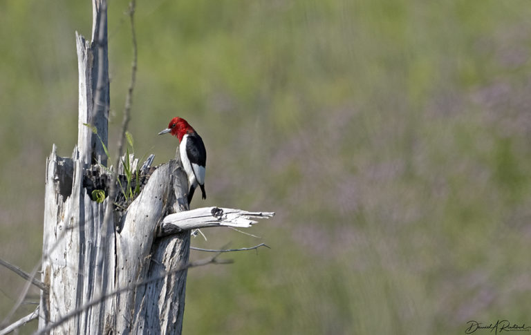 On The Road - Albatrossity - Summer in Flyover Country - week 7 5