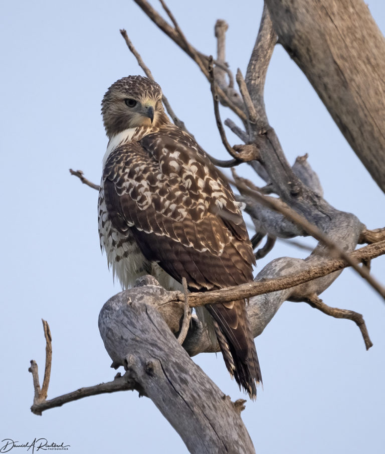 On The Road - Albatrossity - Summer in Flyover Country - week 4 2