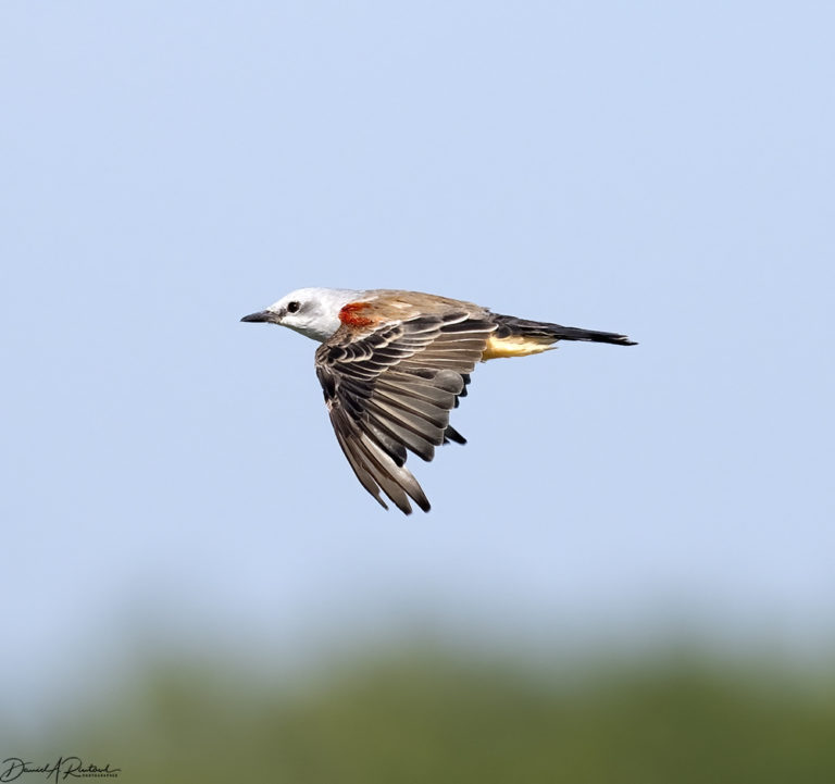 On The Road - Albatrossity - Summer in Flyover Country - week 7 4