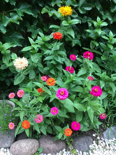 Sunday Morning Garden Chat: Chicago Blooming 2