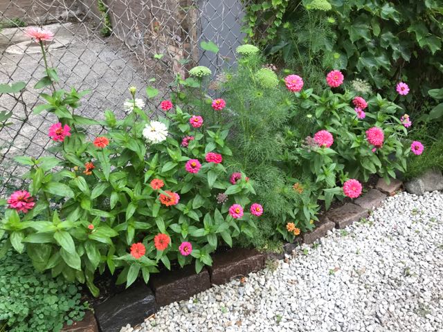 Sunday Morning Garden Chat: Chicago Blooming 3