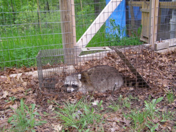 Sunday Morning Garden Chat: Critters Ozark Hillbilly Has Known 5
