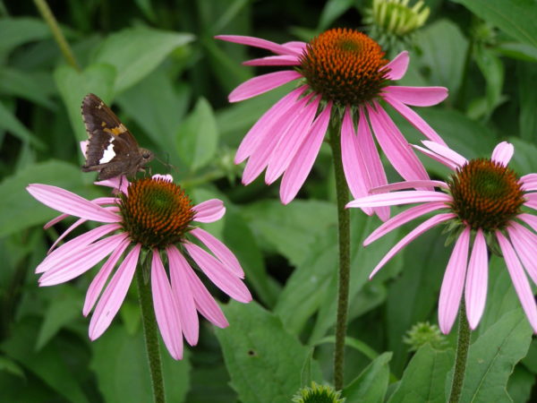 Sunday Morning Garden Chat: Critters Ozark Hillbilly Has Known