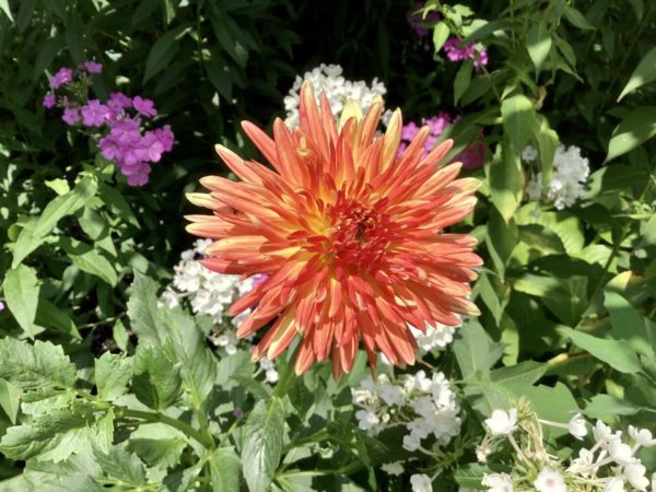 Sunday Morning Garden Chat: Growth Perspectives