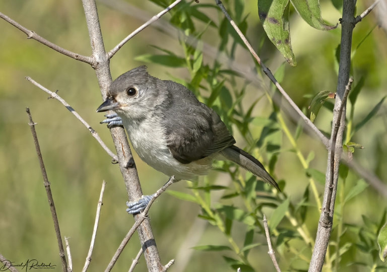 On The Road - Albatrossity - Summer in Flyover Country - week 4 7