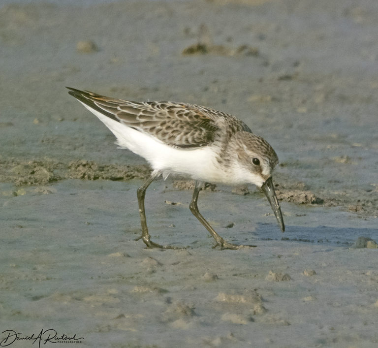 On The Road - Albatrossity - Summer in Flyover Country - week 5 2