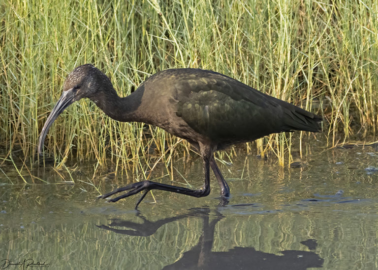 On The Road - Albatrossity - Summer in Flyover Country - week 5 3