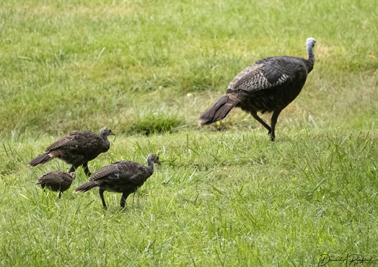 On The Road - Albatrossity - Summer in Flyover Country - week 5 9