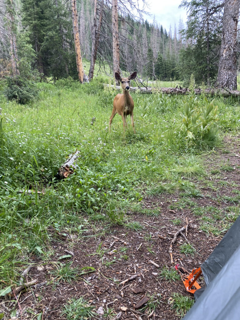 On The Road - Wag - Chicago Basin 5/5 – Critters of the Chicago Basin 1