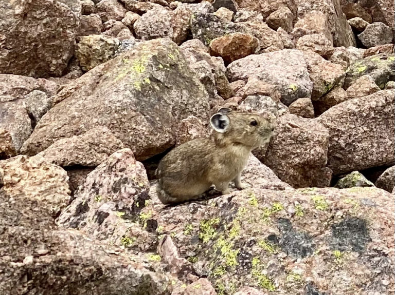 On The Road - Wag - Chicago Basin 5/5 – Critters of the Chicago Basin
