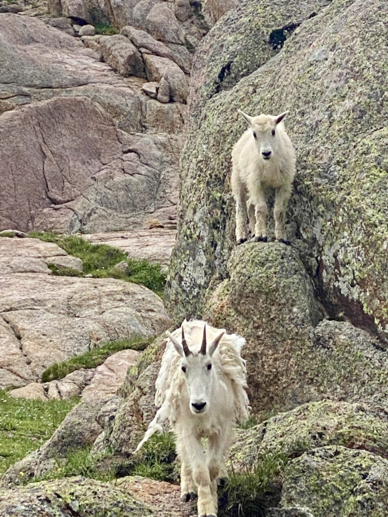 On The Road - Wag - Chicago Basin 5/5 – Critters of the Chicago Basin 4