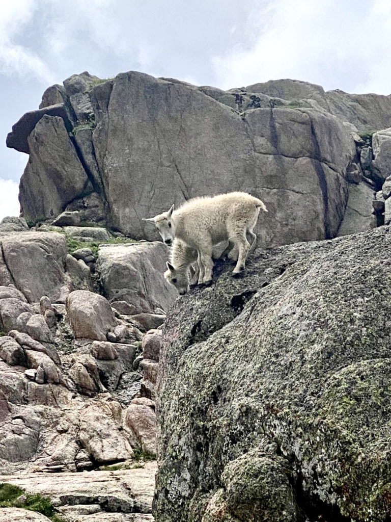 On The Road - Wag - Chicago Basin 5/5 – Critters of the Chicago Basin 5