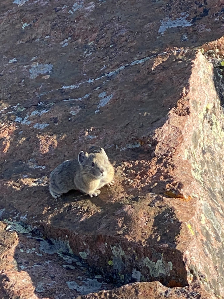 On The Road - Wag - Chicago Basin 5/5 – Critters of the Chicago Basin 3