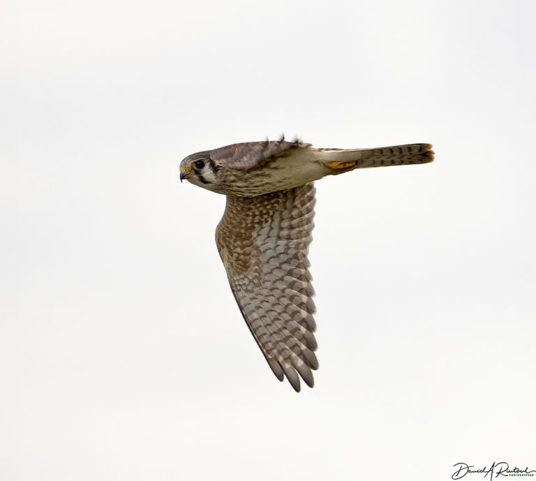 On The Road - Albatrossity - Summer in Flyover Country - week 8 4