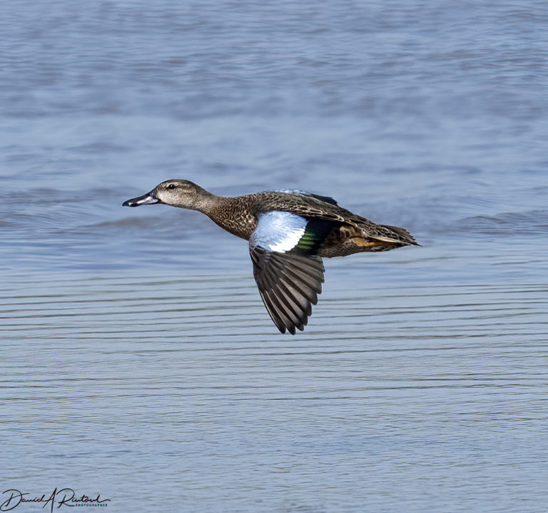 On The Road - Albatrossity - Summer in Flyover Country - week 8 3